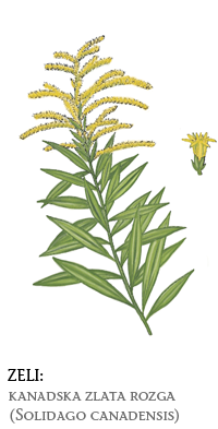 tujerodne rastline