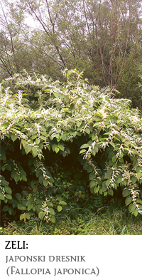 tujerodne rastline